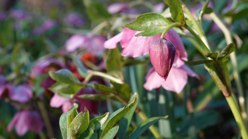 Wadham College Garden